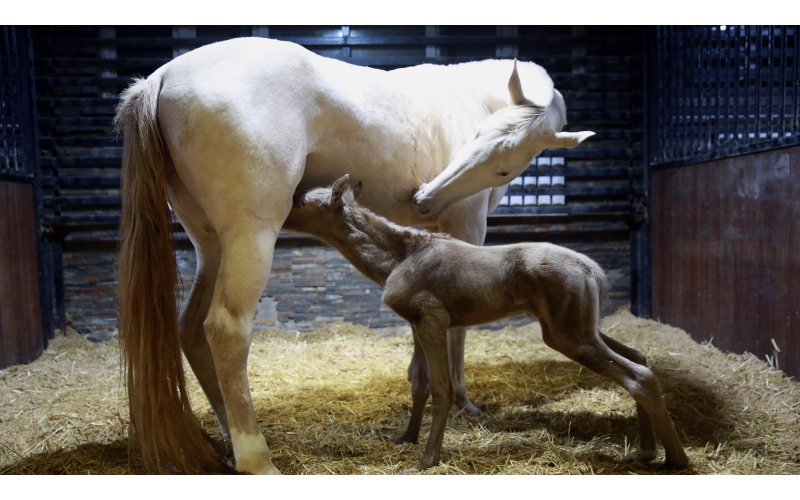 驚喜 | 首次冬天誕生小汗血馬駒！